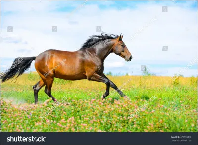 Ce cheval est :