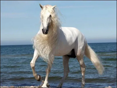 Ce cheval a les crins :