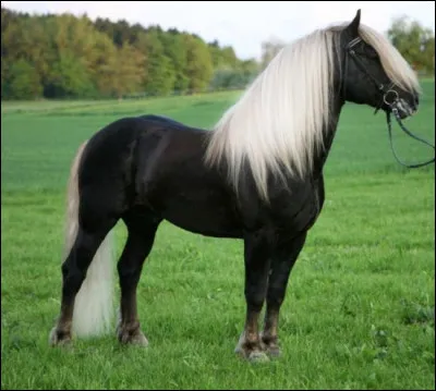 Ce cheval a-t-il des balzanes (pattes blanches) ?