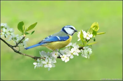 Première poche digestive des oiseaux :