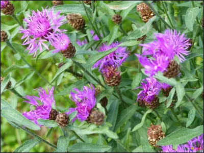 Centaurée à fleurs mauves des prés et des chemins :