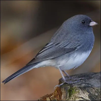 Passereau dAmérique du Nord :