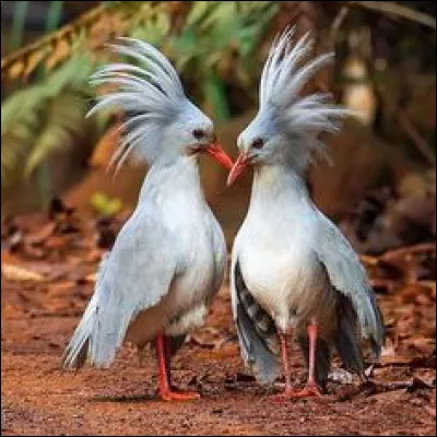 Oiseau de la Nouvelle-Calédonie, de la famille des échassiers :