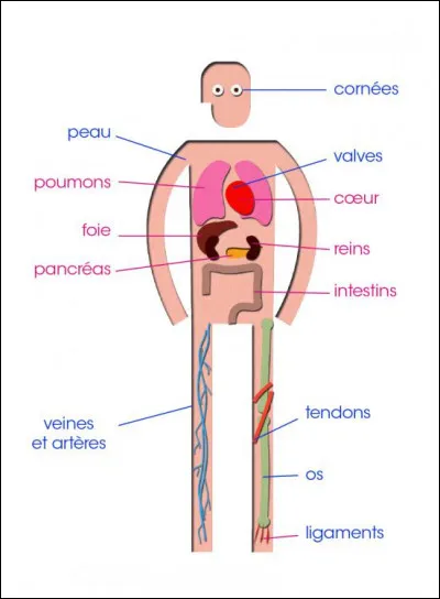 Comment appelle-t-on un prélèvement d'une partie d'un organe pour une analyse biologique ?