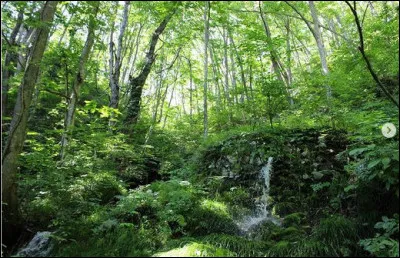 Ah ! Enfin un peu de verdure ! Et verts, vous le deviendrez en sachant où l'on se trouve... Alors, une idée ? (Inutile de sortir le GPS, il ne fonctionnent plus, ici)