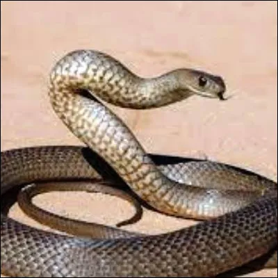 Quel acteur, c&eacute;saris&eacute; en 2010 pour son r&ocirc;le dans "Un proph&egrave;te", incarne un tueur en s&eacute;rie dans la mini-s&eacute;rie de 2021 "Le Serpent" ?