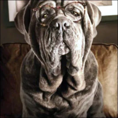 Quel &eacute;crivain am&eacute;ricain du mouvement r&eacute;aliste sale est l�auteur du roman "Mon chien Stupide" ?