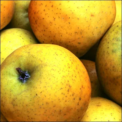 Lequel de ces termes d&eacute;signe une pomme ?