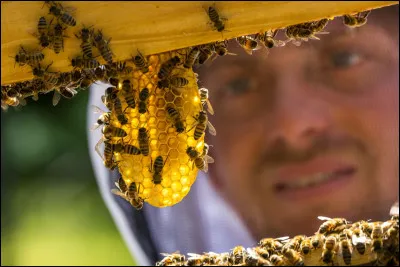 La cire, c'est fait par des abeilles.