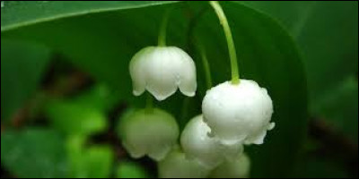 Tout d'abord, comment appelle-t-on ces petites fleurs blanches qui ornent le muguet par grappes ?