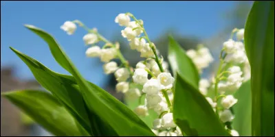 Comment peut-on être empoisonné par le muguet ?