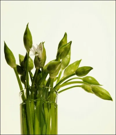 Avec quelle autre plante est souvent confondu le muguet ?