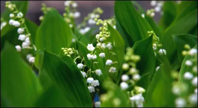 Et enfin, que symbolisent les noces de muguet dans le folklore français ?