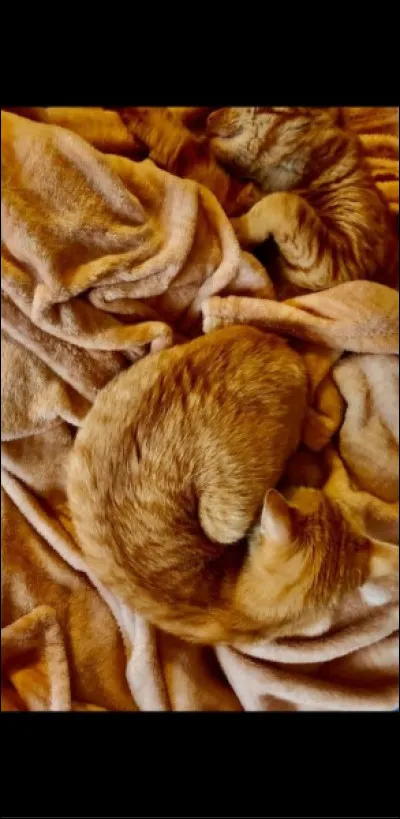 Il désigne un disque saillant sculpté sur un bandeau ou une archivolte.