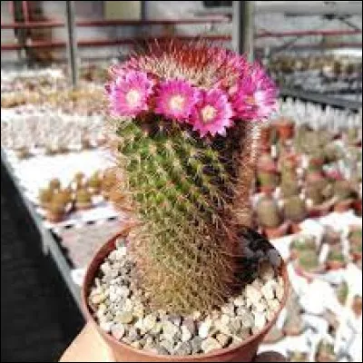 Quel est le nom de ce cactus ?