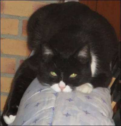 Qui a écrit "Le Chat Noir" ?