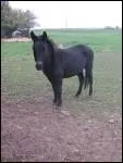 Quel animal hybride nat de l'accouplement d'une nesse et d'un cheval ?