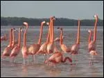 Dans quelle rgion franaise restent-ils des flamants roses ?