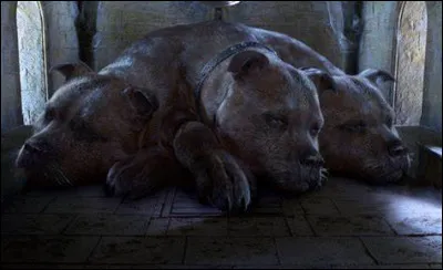 Quel instrument de musique Harry, Ron et Hermione trouvent-ils à côté de Touffu ?