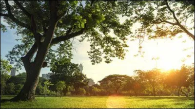 La nuit où il quitte la maison des Dursley, que voit Harry dans le parc ?