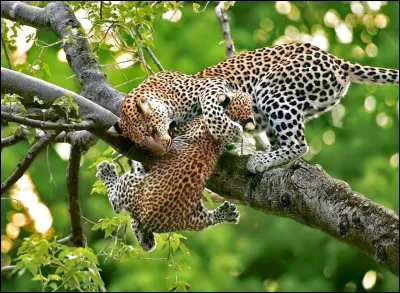 Tu aimes les animaux :