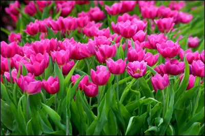 Quelle est ta fleur préférée ?