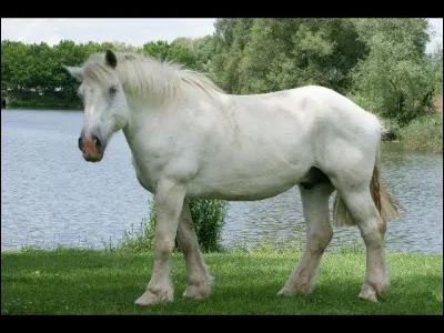 Quelle est cette robe ?