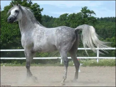 Quelle est cette race ?