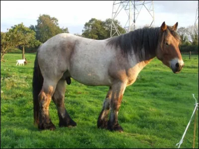 Quelle est cette race ?