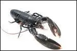 Combien de dcennies peut vivre un homard ?