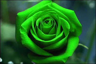 Mes fleurs pr&eacute;f&eacute;r&eacute;es sont les vertes !