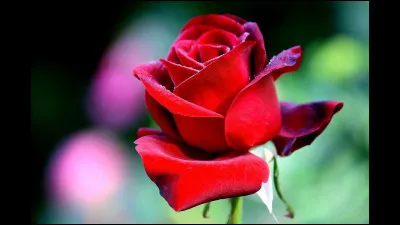 Quelle est cette fleur ?