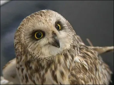 Quel est ton animal de compagnie ?