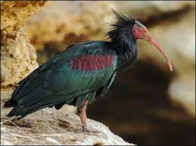 Cet oiseau est un ibis chauve.