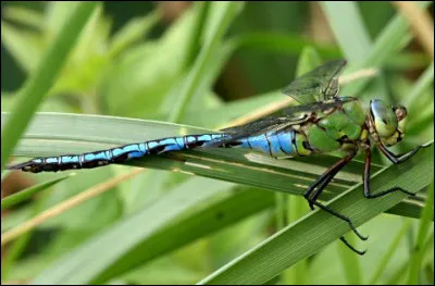Quel est cet animal ?