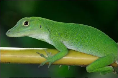 Quel est cet animal ?