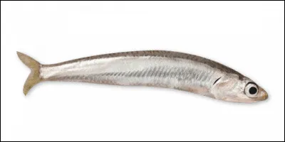 Quel est cet animal ?