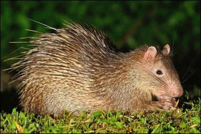 Quel est cet animal ?