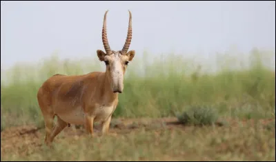 Animaux : quelle antilope se distingue par son nez arqué recouvrant la bouche et donnant l'aspect d'une courte trompe ?