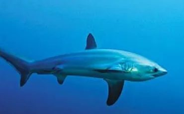 Quiz Requins