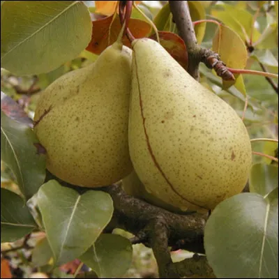 Dans "Papy fait de la résistance", quel rôle tient Michel Blanc ?