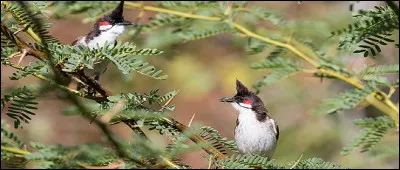La seconde partie du nom du fier Bulbul, pilleur de cultures, est celui d'un héros grec s'en allant chercher sa douce femme aux Enfers.