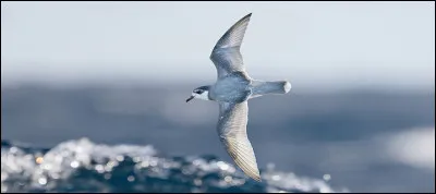 Quand le prion n'est pas un oiseau de mer, qu'est-il donc ?