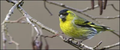 En noir et jaune et une vive livrée pour le [...] des aulnes, joli spécimen qui adopte souvent la position tête en bas afin d'attraper la nourriture le long des troncs de pas mal de feuillus.