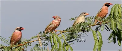 Voici des oiseaux aimant vivre en colonies et se déplaçant fréquemment en nuées pour trouver leur nourriture s'il le faut. Les mâles arborent une belle tenue de parade et l'aspect le plus visible est le bec.
 Quel est le nom du "mange-mil" ?