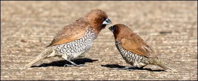 Sous le manteau à capuche d'un brun joliment doré de ce gentil couple apparaît l'élégant gilet à damiers de leur tenue.
Le nom est aussi porté par un singe que l'on éduqua un temps comme animal d'assistance.