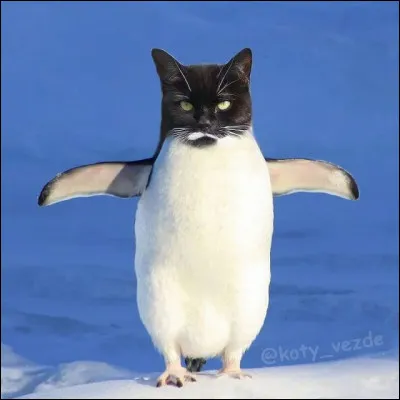 Ce montage est un mixte entre...