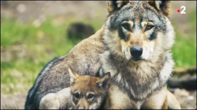 Quels animaux font partie de la même famille que le loup ?