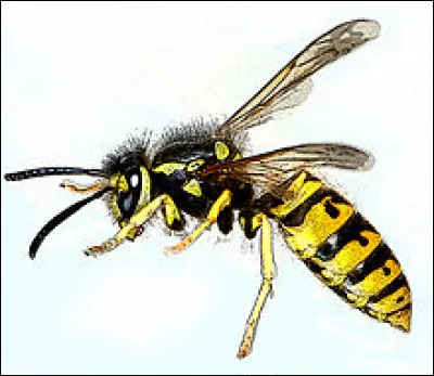Au fait ! Que veut dire 'WASP' en français ?