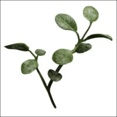 Quelles plantes étudions-nous en 1re année ?